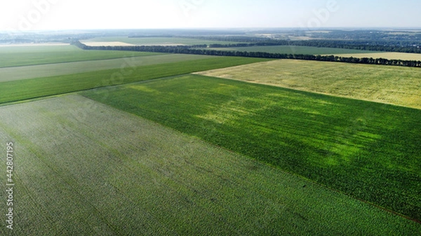 Obraz Aerial drone view flight over different agricultural fields sown