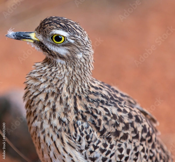 Fototapeta bird