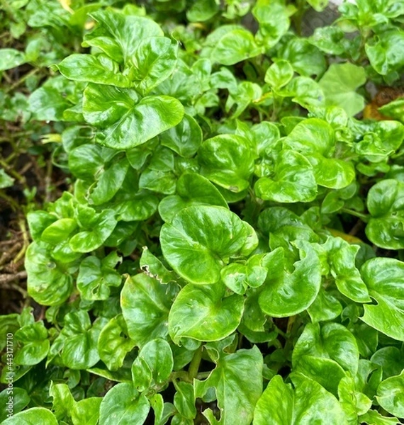 Fototapeta Alternanthera sissoo is called Brazilian spinach, Sissoo Spinach, Samba Lettuce and Poor Man's Spinach.