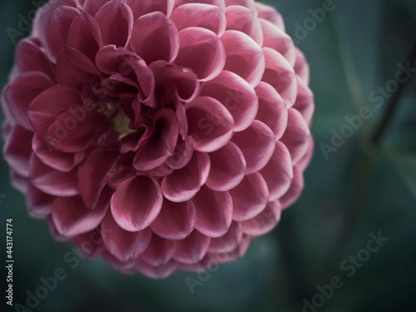 Fototapeta pink dahlia flower