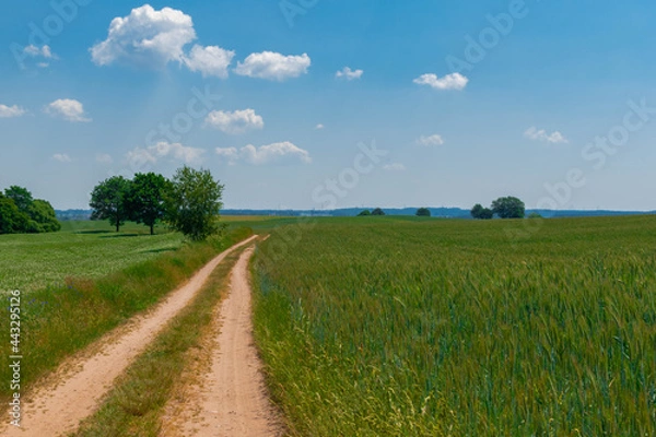 Fototapeta road in the field