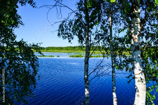 Obraz trees on the lake