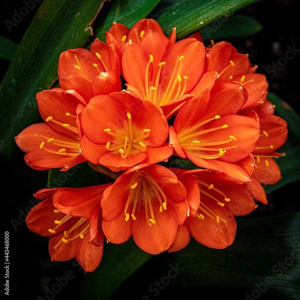 Fototapeta orange dahlia flower