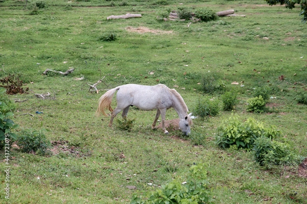 Fototapeta Cavalo Na Relva