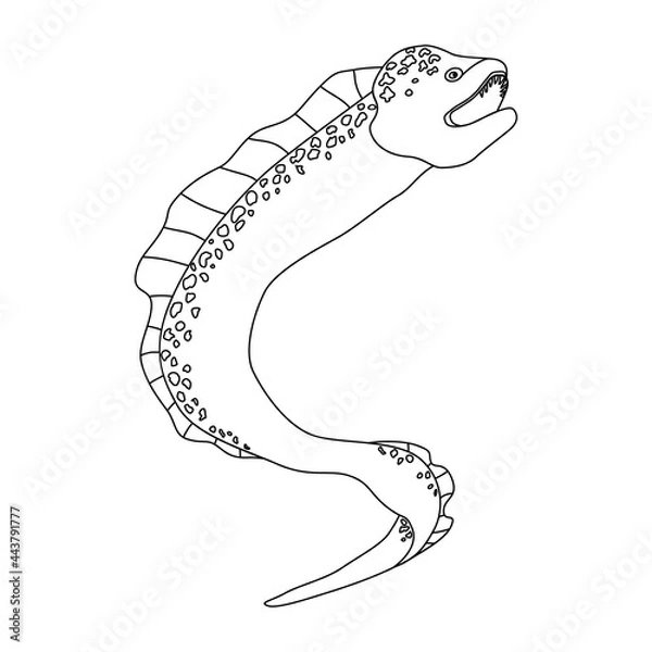 Fototapeta Moray eel. Sketch. Contour drawing of a sea animal moray eel with open mouth and teeth. Vector illustration isolated on white background. Cartoon sea character for children's coloring. Clipart, logo