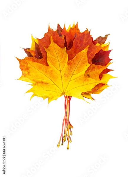 Fototapeta Creative composition on autumn theme - bouquet of natural maple leaves of yellow, orange, red, burgundy flowers isolated on white background.