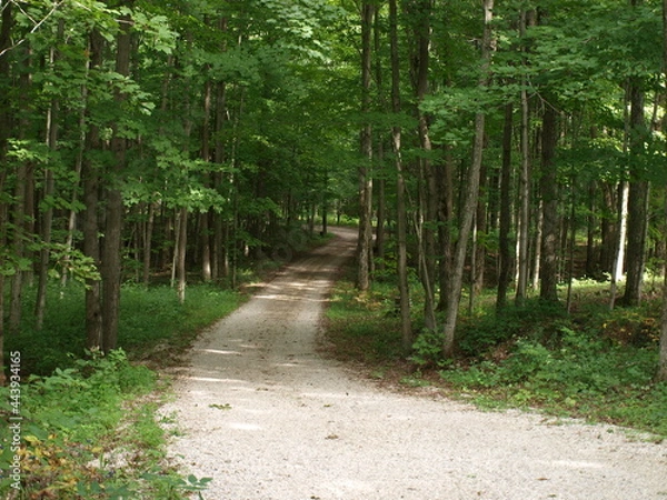 Obraz Road in the woods