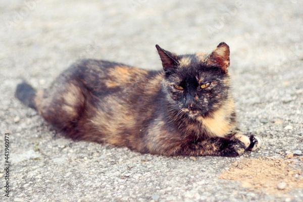 Fototapeta the tortoiseshell cat lies on the ground and rests