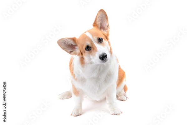 Fototapeta pembroke corgi sitting