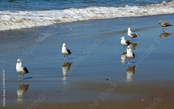 Fototapeta Sea Gulls - San Francisco, California