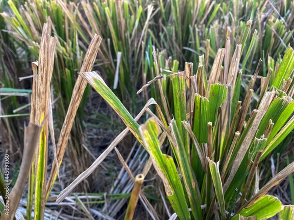 Fototapeta Background of harvested rice plants. Good illustration for agriculture concept