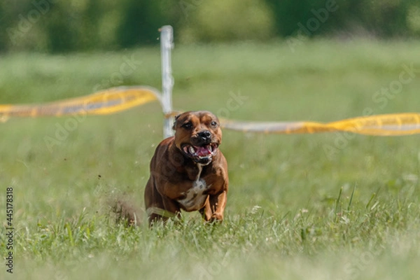 Fototapeta Staffordshire Bull Terrier dog running in the field on competition