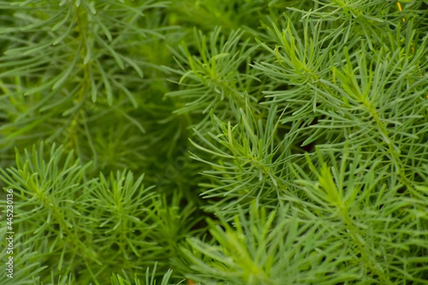 Fototapeta Garden grass. Green grass in the form of small Christmas trees. Close-up.