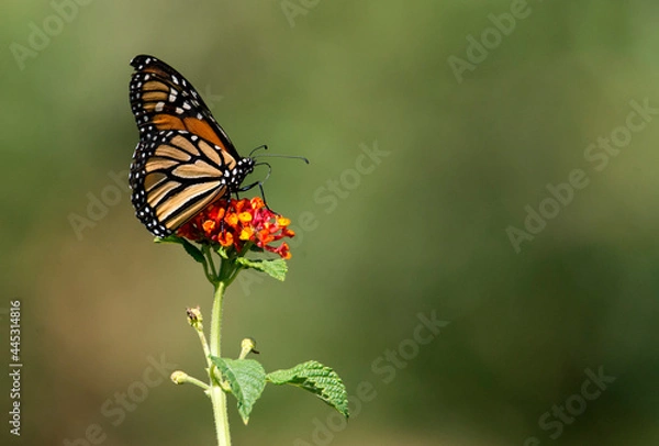 Fototapeta monarch butterfly on lantana with landscape format and green space