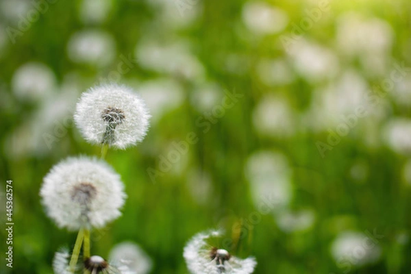 Fototapeta Dandelions on a blurred background