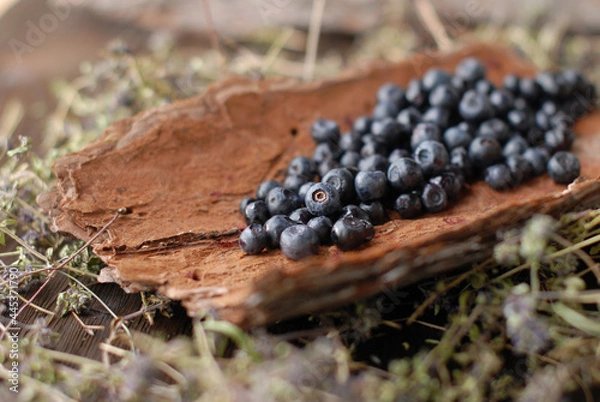 Fototapeta Soft focus, background of forest blueberries freshly picked on a piece of tree bark. Healthy and edible berry.