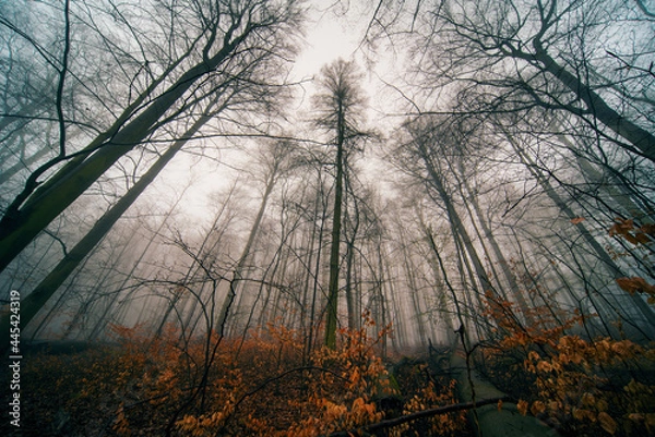 Fototapeta Autumn forest on foggy night