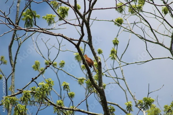 Fototapeta Bird Hiding in Tree