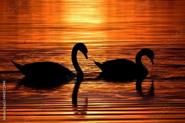 Fototapeta Swan lake on sunset romance.