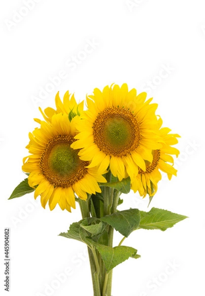 Fototapeta sunflower flower isolated