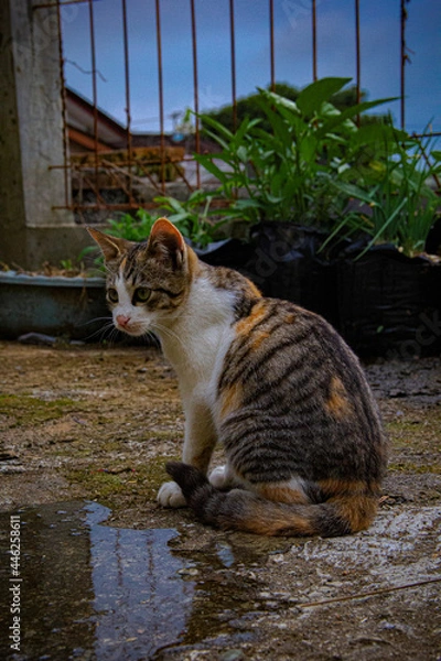 Fototapeta little street cat photography