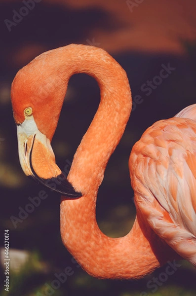 Fototapeta Pink Flamingos against Green Background