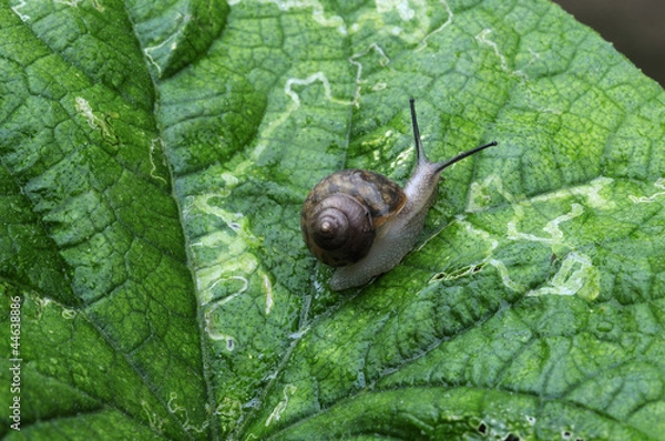 Fototapeta snail