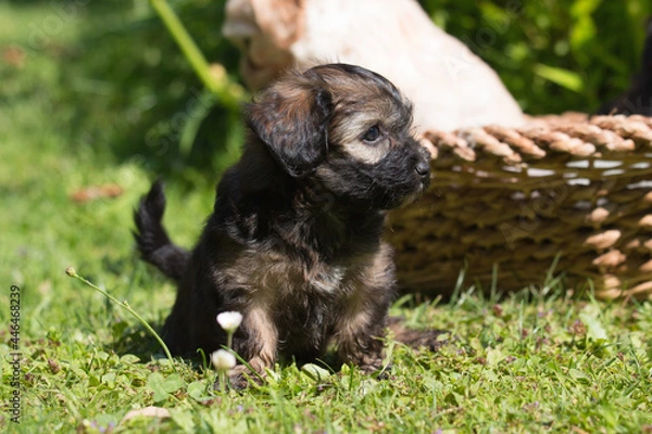 Fototapeta 6 weeks old Bolonka Zwetna Puppy