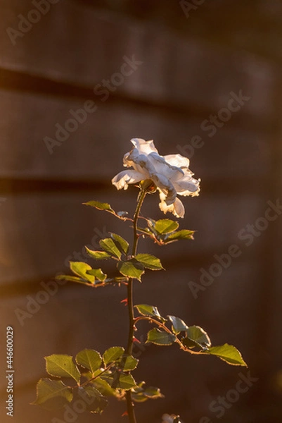 Fototapeta Rose in the garden at sunset