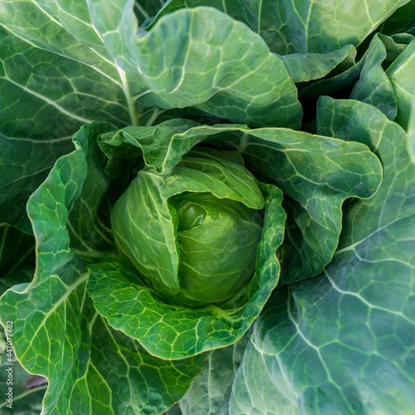 Fototapeta head of young green cabbage close-up.