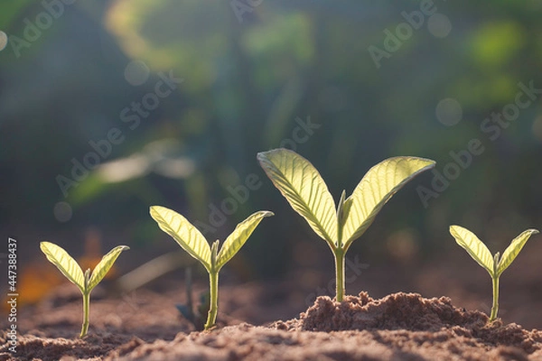 Fototapeta Seed plants are growing.They are growing step by step.One has root and grow under the soil and the other seed has leaves.They are growing among sunlight.Photo new life and  growing concept.