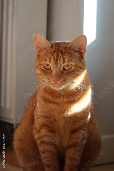 Fototapeta Cute, ginger red cat. Close-up of a  redhead cat sitting on the floor