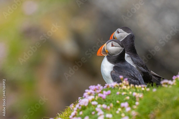 Fototapeta Atlantic Puffin pair sit on a cliff edge