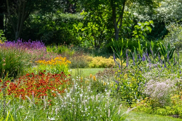 Fototapeta Colourful garden planted in the naturalistic style of the New Perennial movement, with emphasis on layering, structure, form and wide colour palette. 