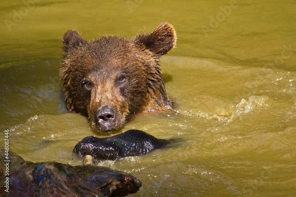 Fototapeta Junge Braunbären (Ursus arctos) im Wasser