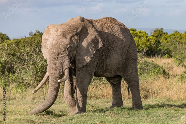 Fototapeta side view of a large African elephant with ivories showing