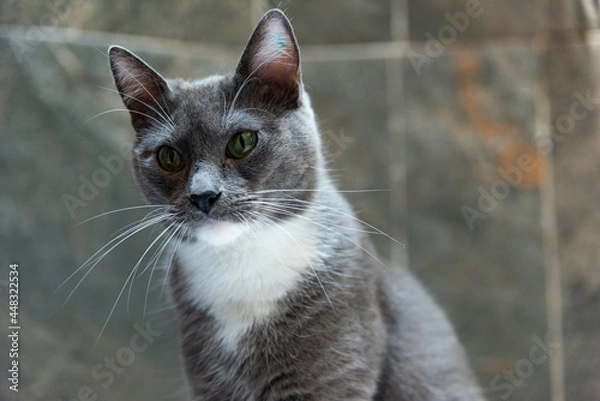 Obraz Gatita gris ojos verdes mirando fijamente pelaje gris close up felino mascota