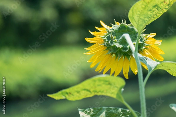 Fototapeta ひまわりの花の後ろ姿　8月