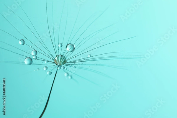 Fototapeta Seed of dandelion flower with water drops on turquoise background, closeup