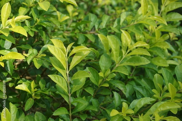 Fototapeta Gold mound leaves. Also called Sinyo nakal, Duranta erecta, teh-tehan, alba, aurea, geisha girl, sapphire showers and variegata