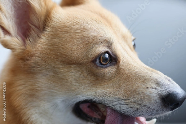 Fototapeta Portrait of purebred domestic dog welsh corgi