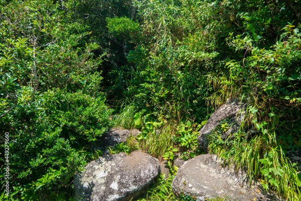 Fototapeta 鹿児島県指宿市の開聞岳を登山している風景 A view of climbing Mt. Kaimon in Ibusuki City, Kagoshima Prefecture, Japan.