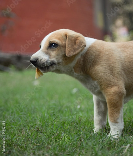 Fototapeta golden retriever puppy in garden.