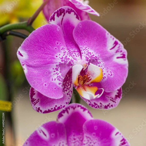 Fototapeta Macro view on single pink orchid flower