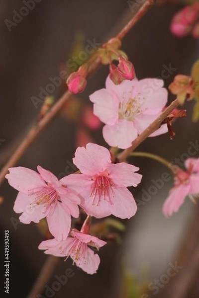 Fototapeta Close up of Cherry Blossoms 