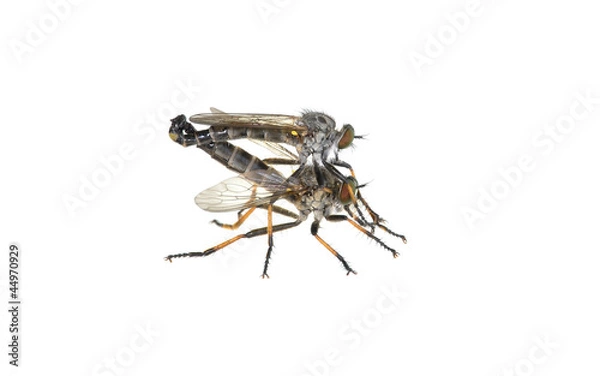 Fototapeta Mating Common Awl robberflies (Neoitamus cyanurus) isolated