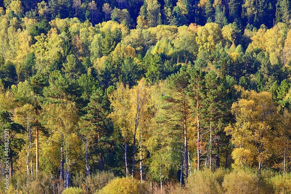 Fototapeta abstract background texture of autumn forest, yellow trees pattern landscape view