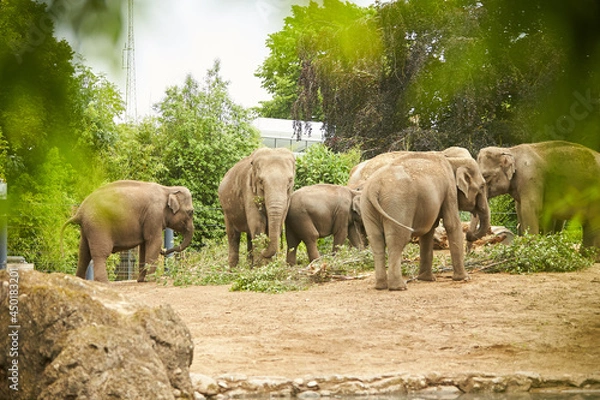 Fototapeta Group of elephants in a zoo