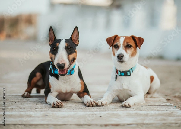 Fototapeta dogs jack russell and bullterrier on the beach white dog 