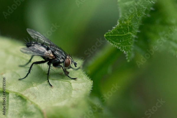 Fototapeta A fly is sitting on a leaf in close-up. Macrophotography of an insect fly in its natural environment.